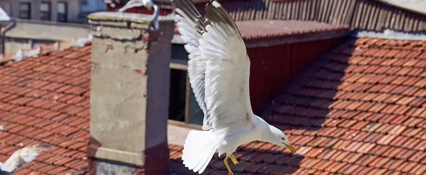 Residential Chimney Animal Removal Solution in Searcy, AR