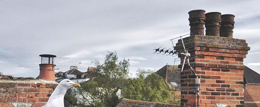 Chimney Cleaning And Restoration in Searcy, Arkansas